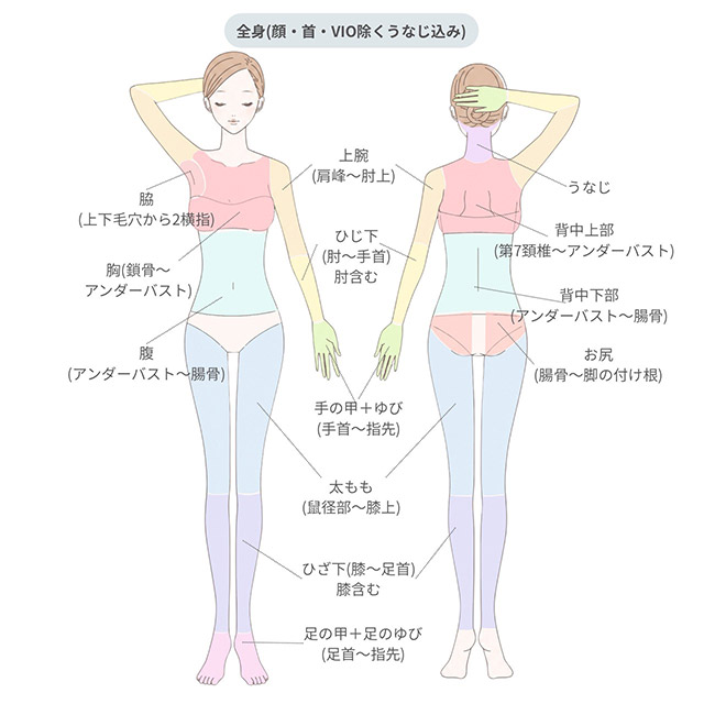 脱毛（女性）脱毛範囲表-全身